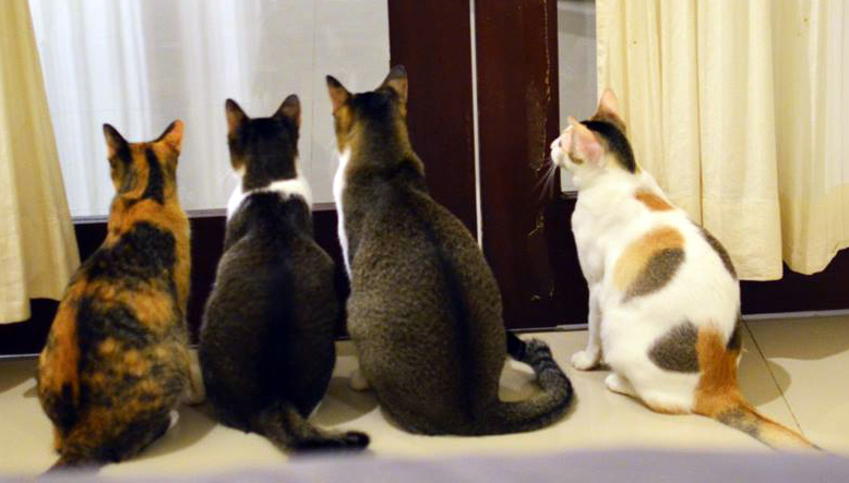 Our four Bali rescue cats: Pumpkin, Horatio, Mao Mao, and Lily. 